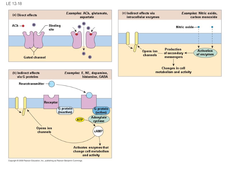 LE 12-18 Changes in cell metabolism and activity Examples: Nitric oxide, carbon monoxide Opens